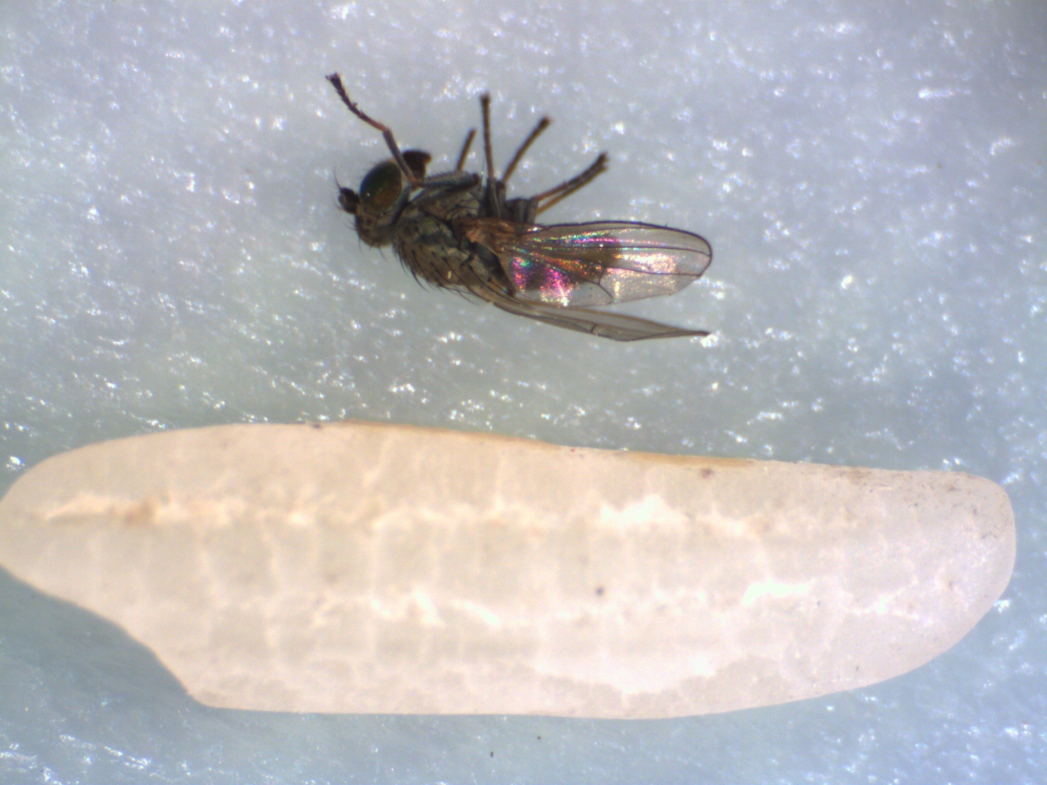 Rice Leaf Miner Adult