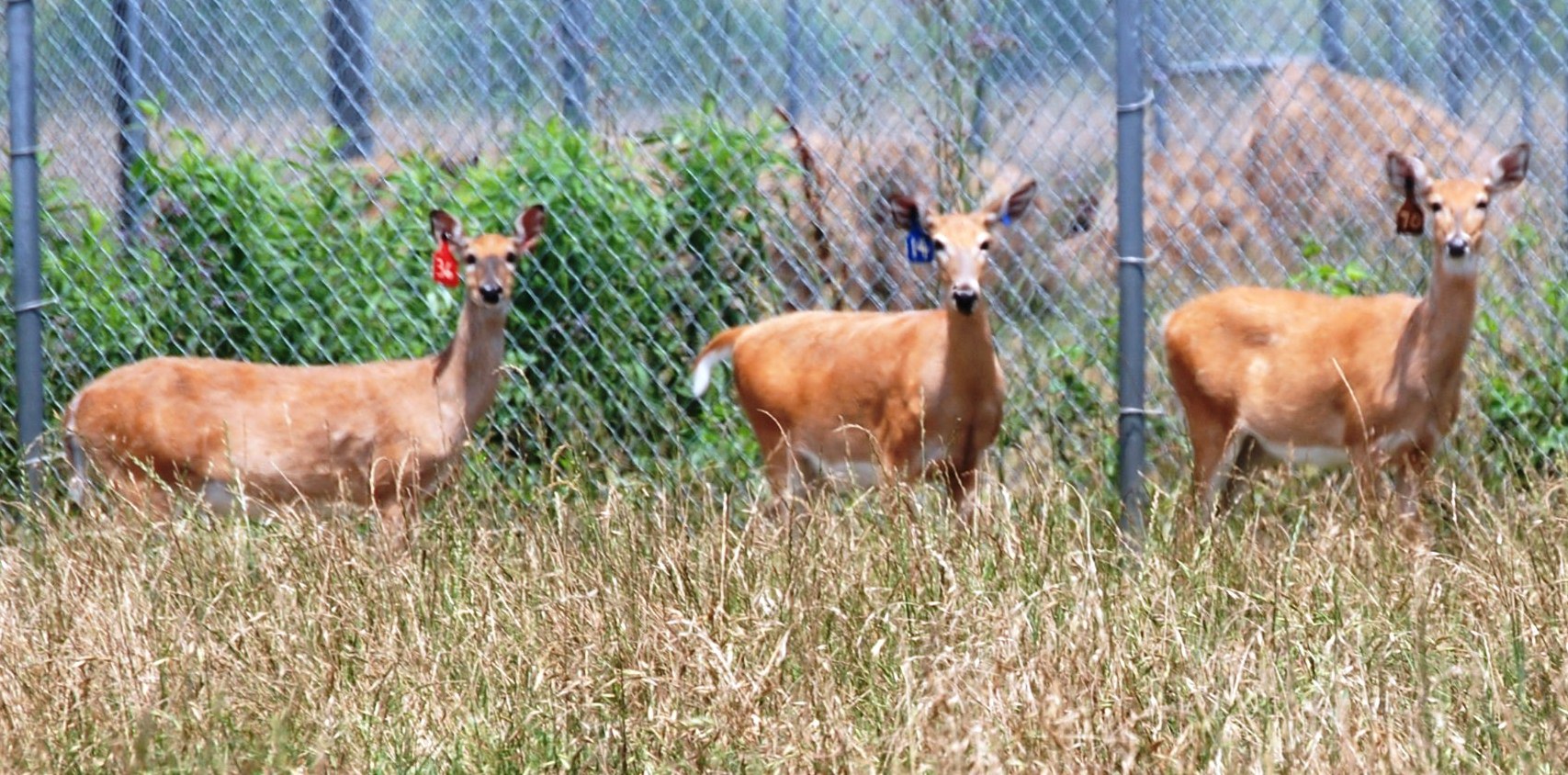 Cutting-edge research could improve deer populations, health