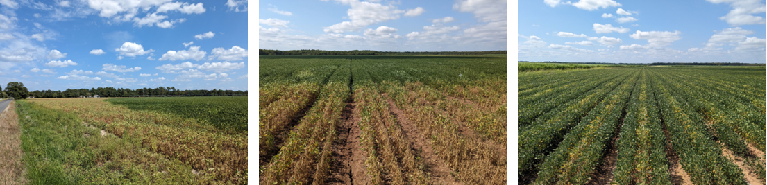 August 2023 Louisiana Soybean Production Update: Extreme Heat and Drought Stress