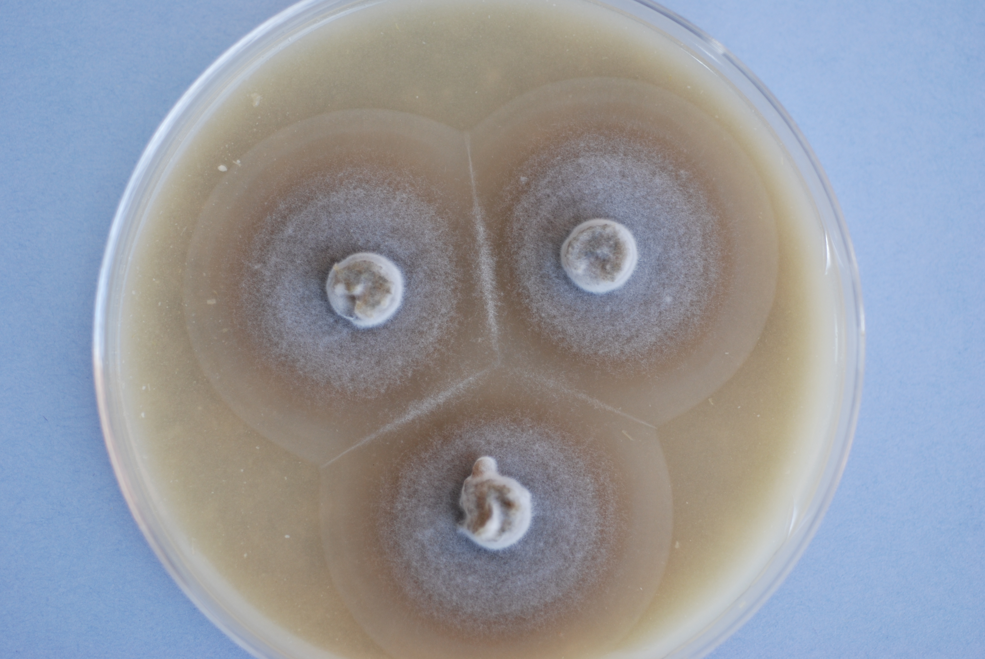 Pyricularia Grisea  