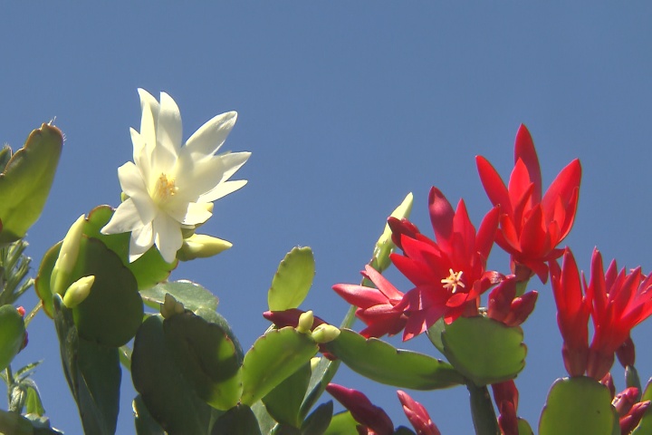 Easter cactus blooms for the holiday and beyond