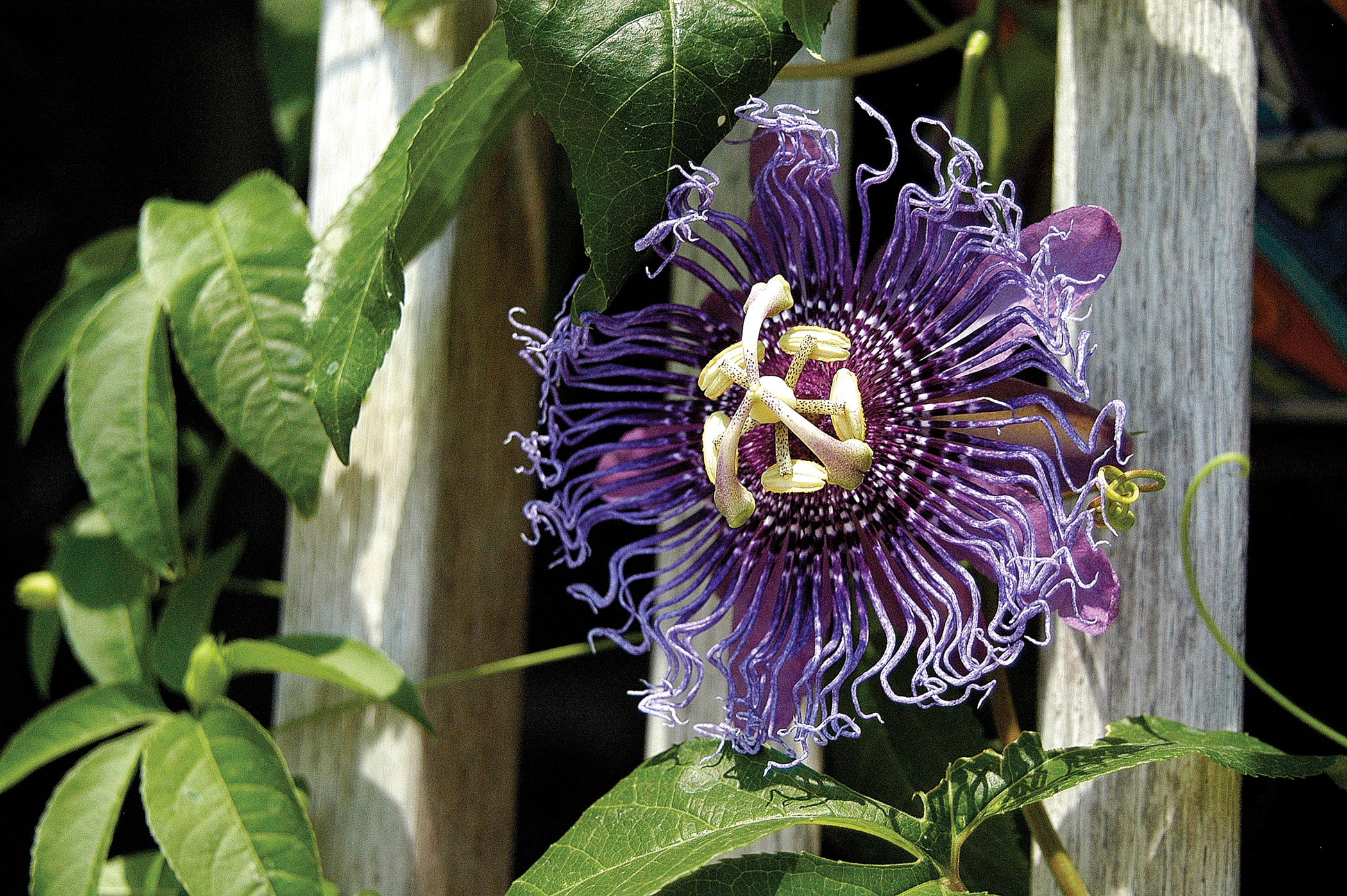 Get It Growing calendar shot of passion flower