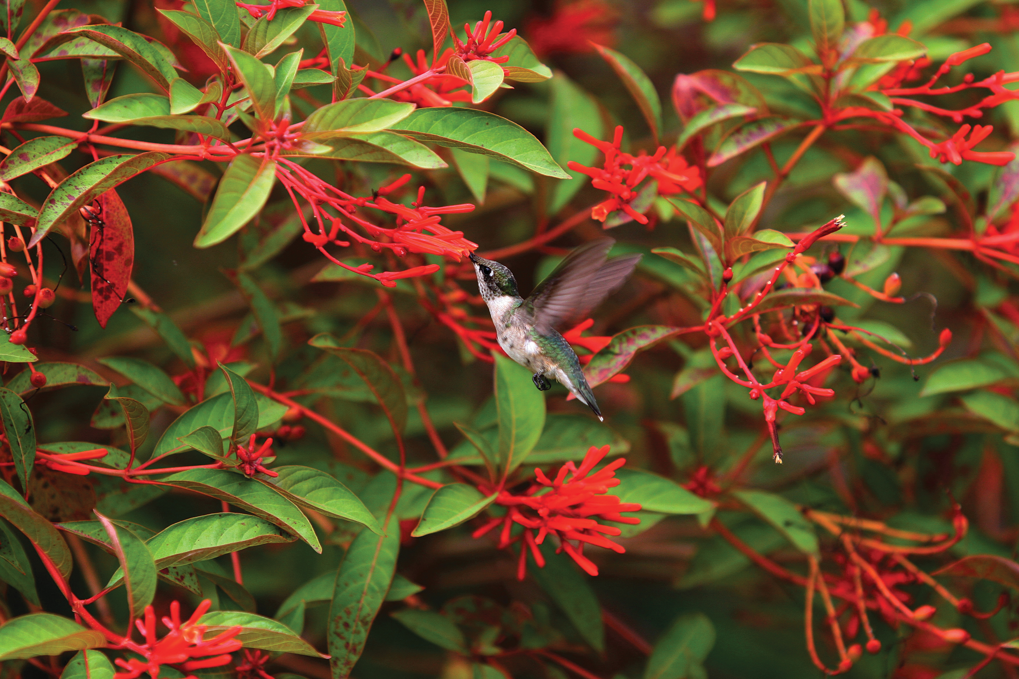 Get It Growing calendar shot of firebush