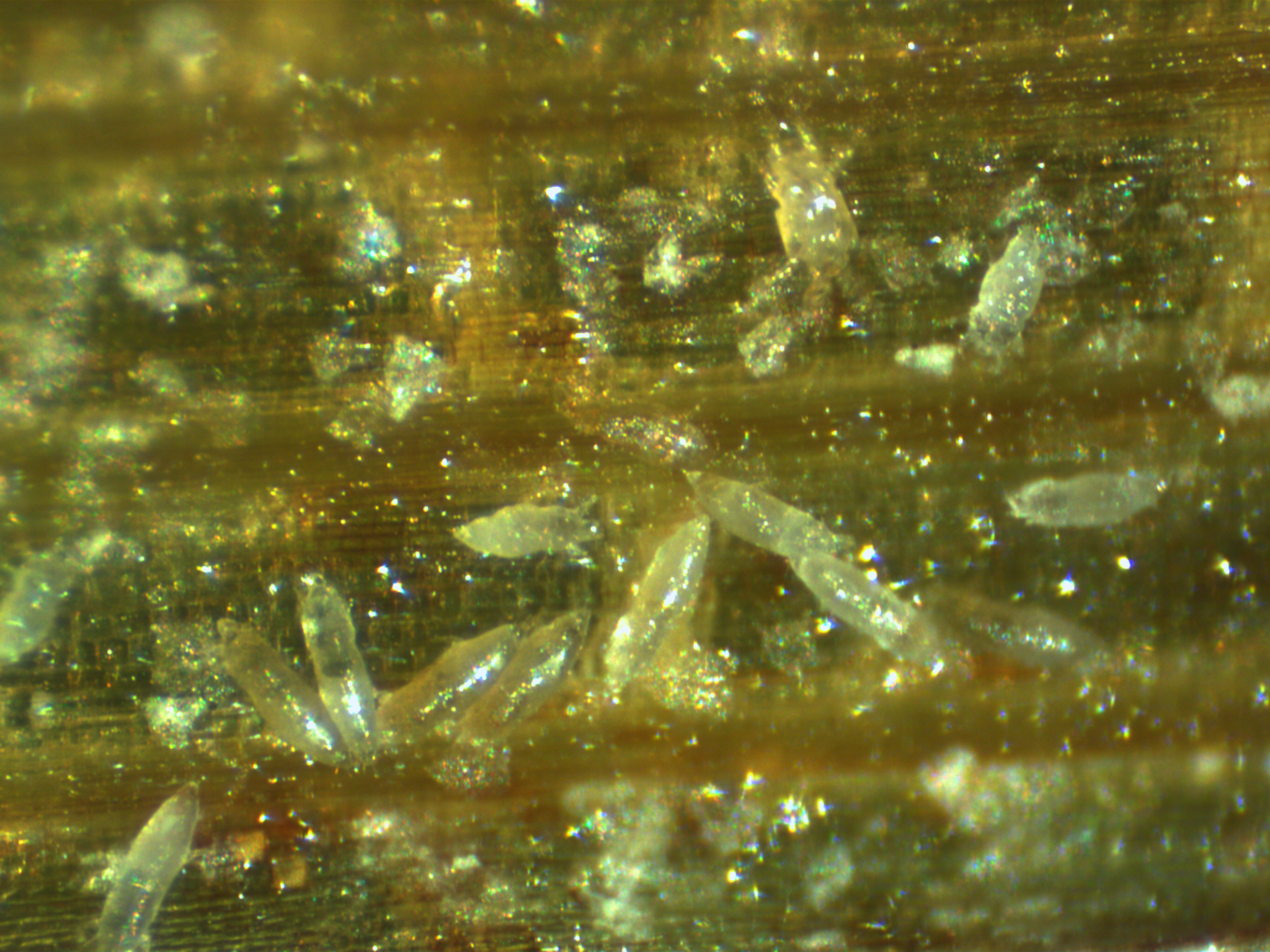 Panicle Rice Mites 4