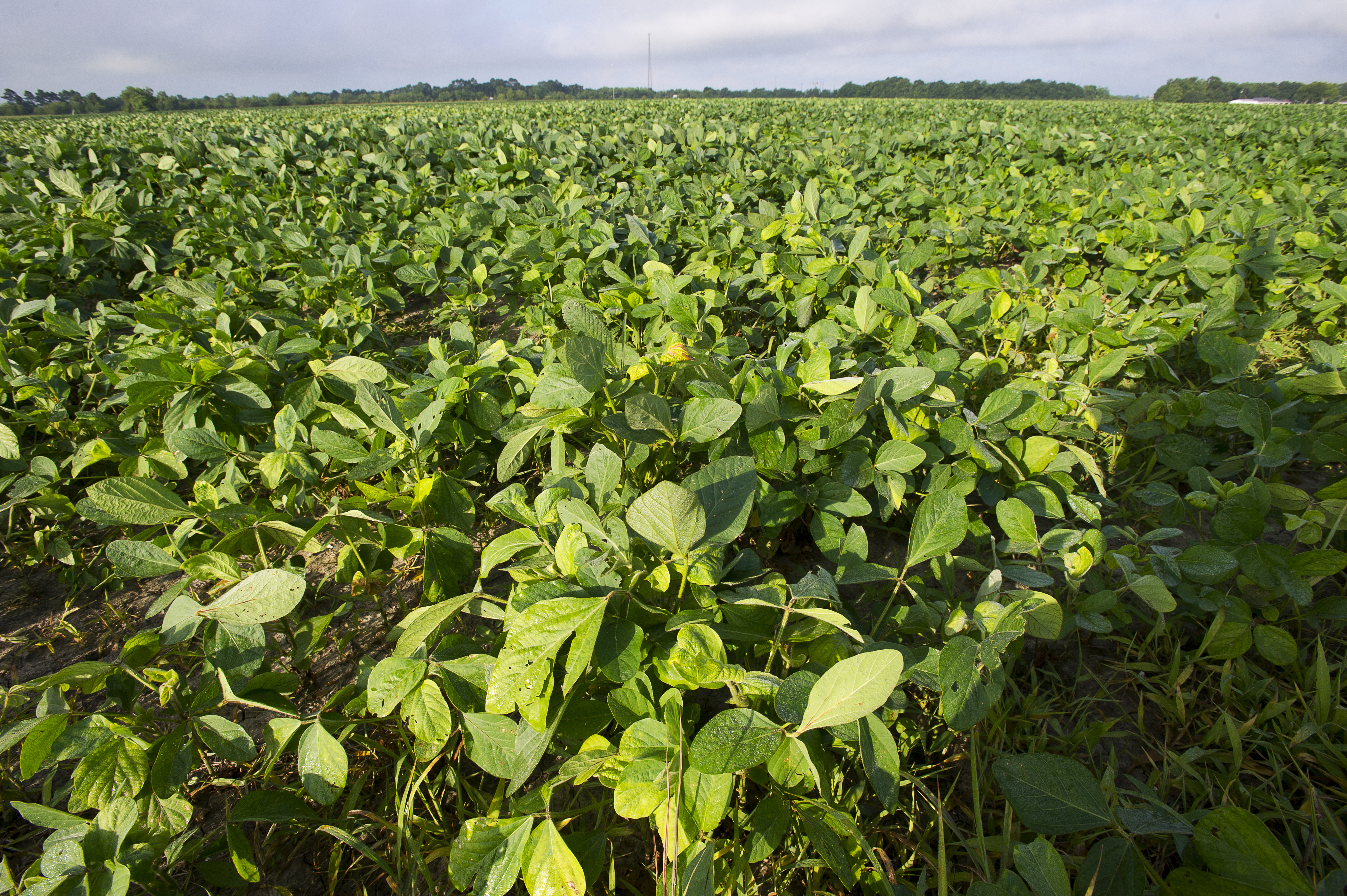Farmers get ready for 2022 at AgCenter crops, cattle forum