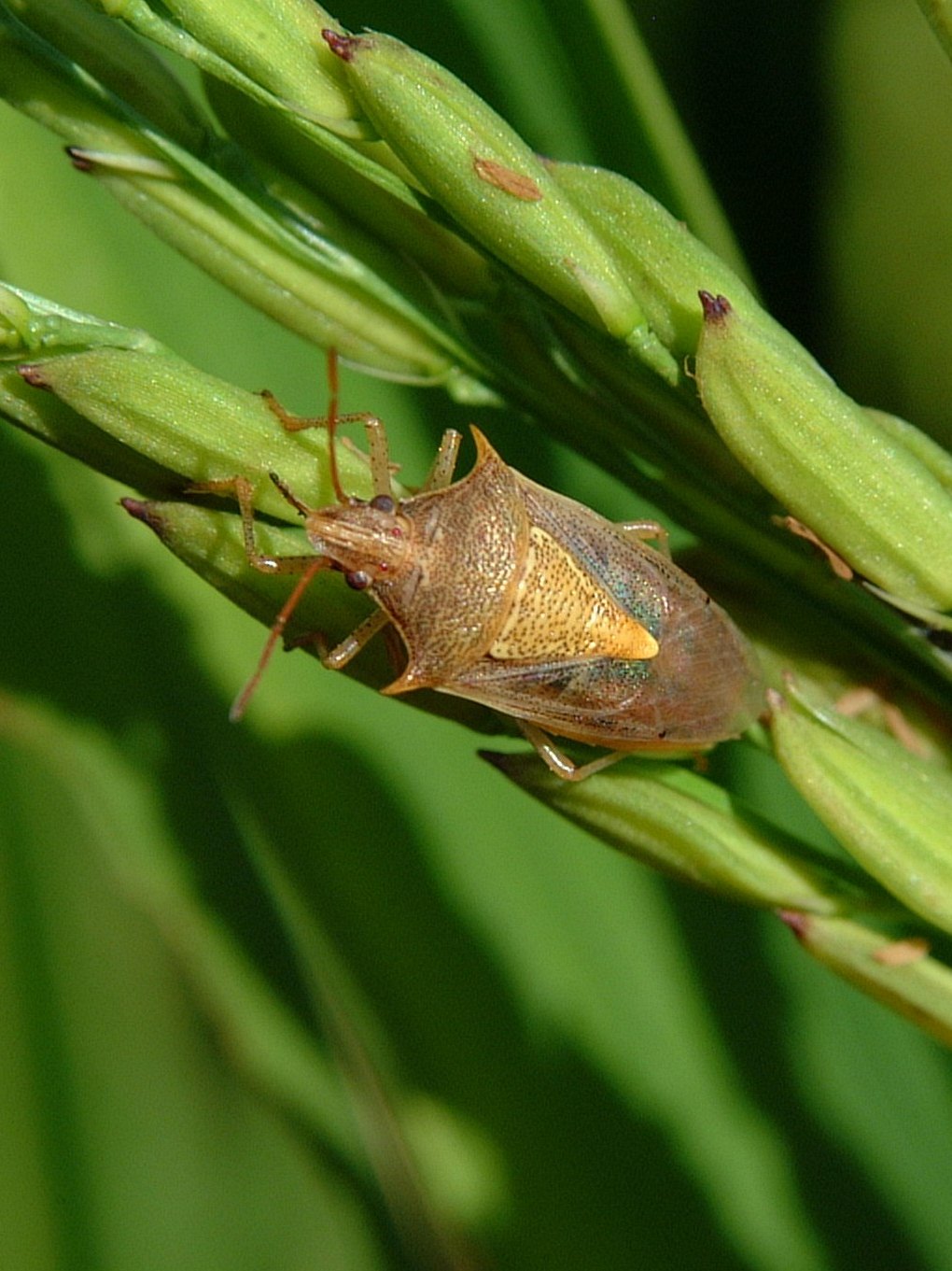 Rice Stink Bug