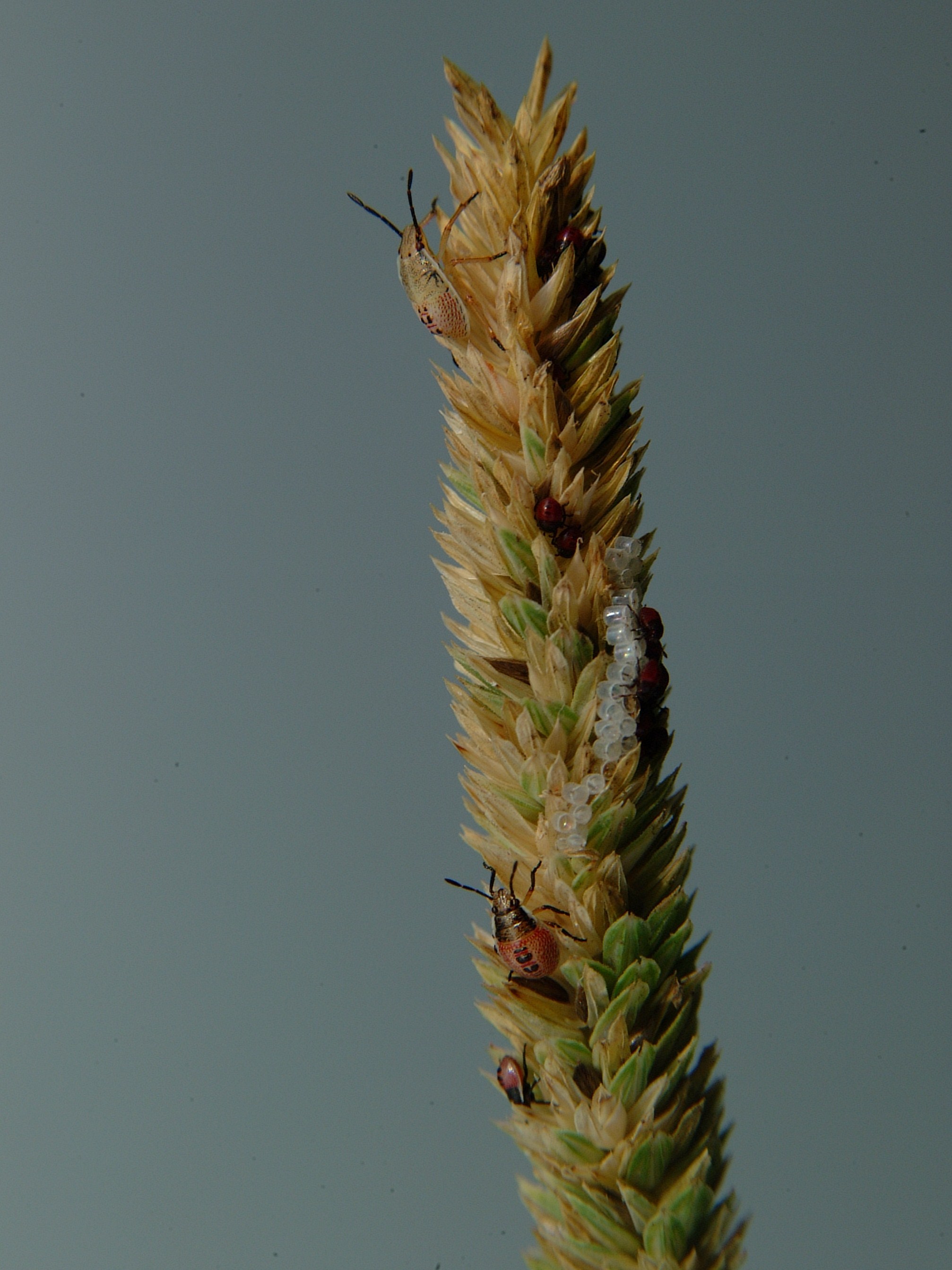 various stages of nymphs