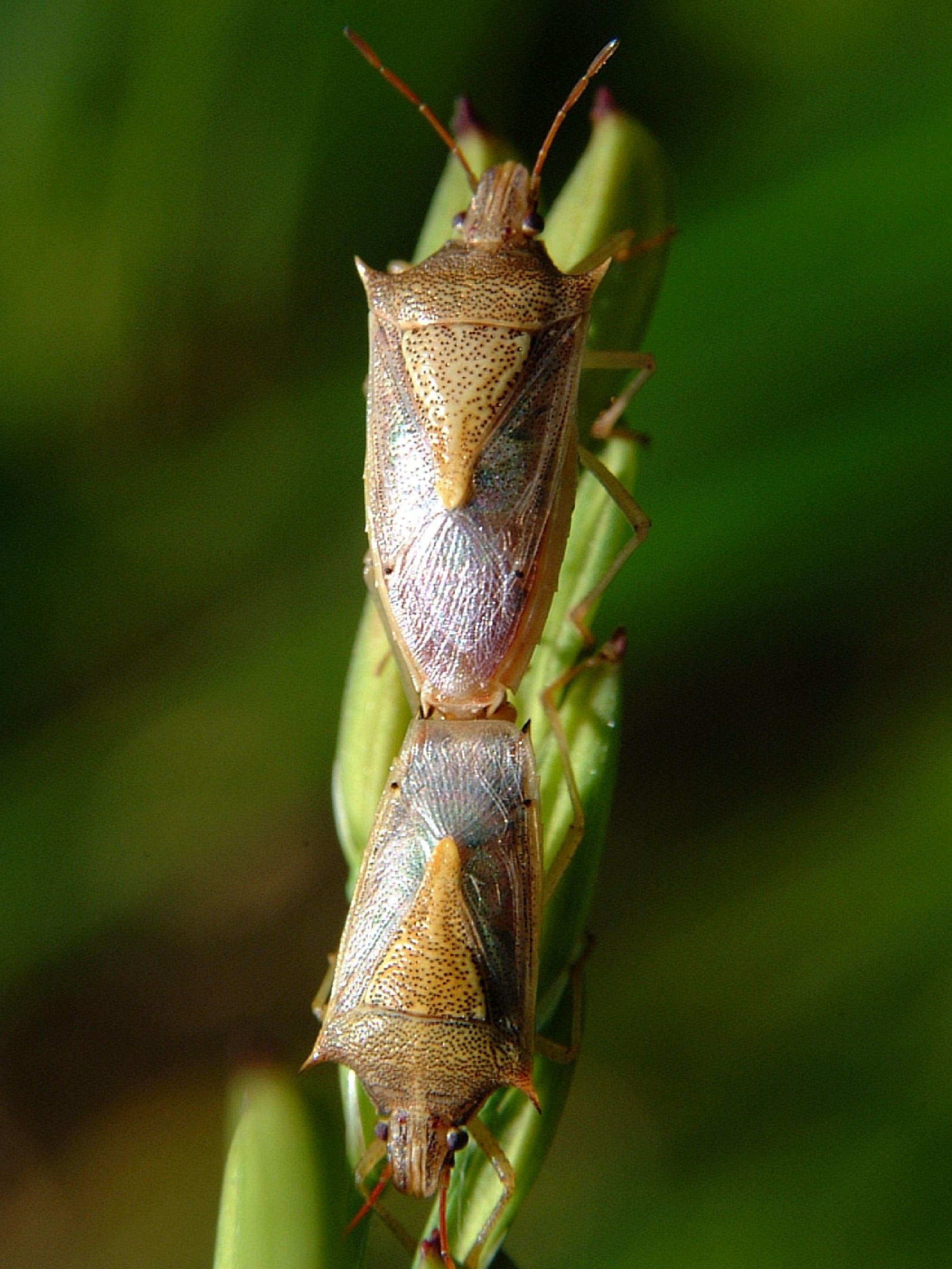 mating pair