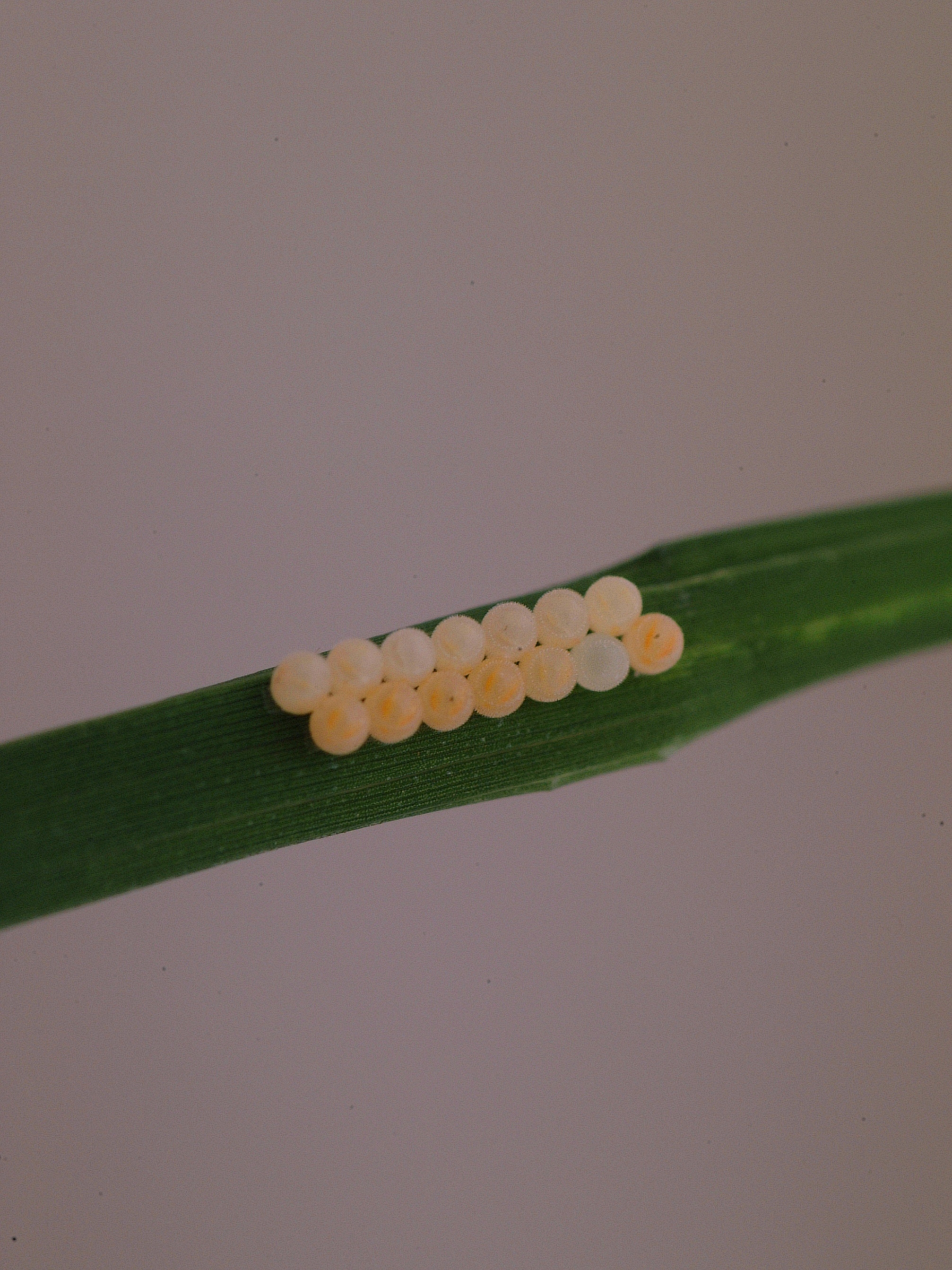 Rice stink bug eggs