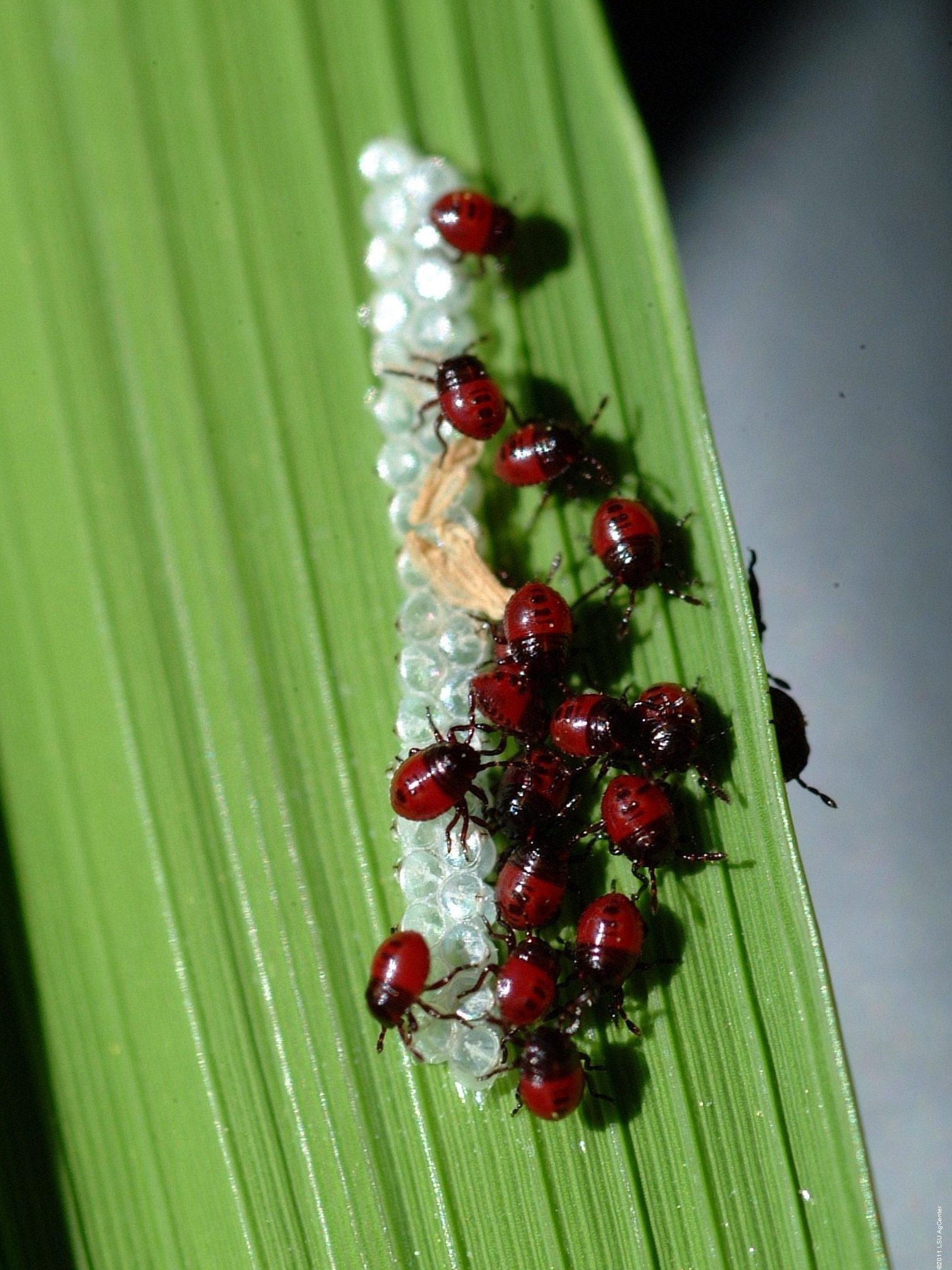 1st instar nymphs