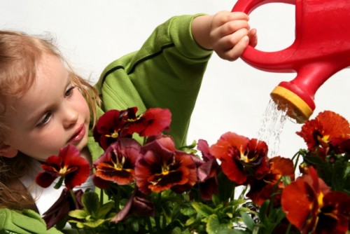 watering in the garden