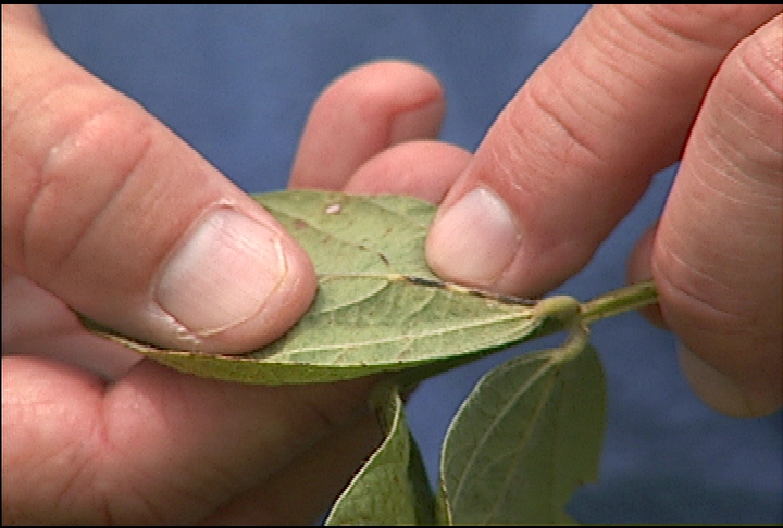 Wet winter could lead to more plant diseases