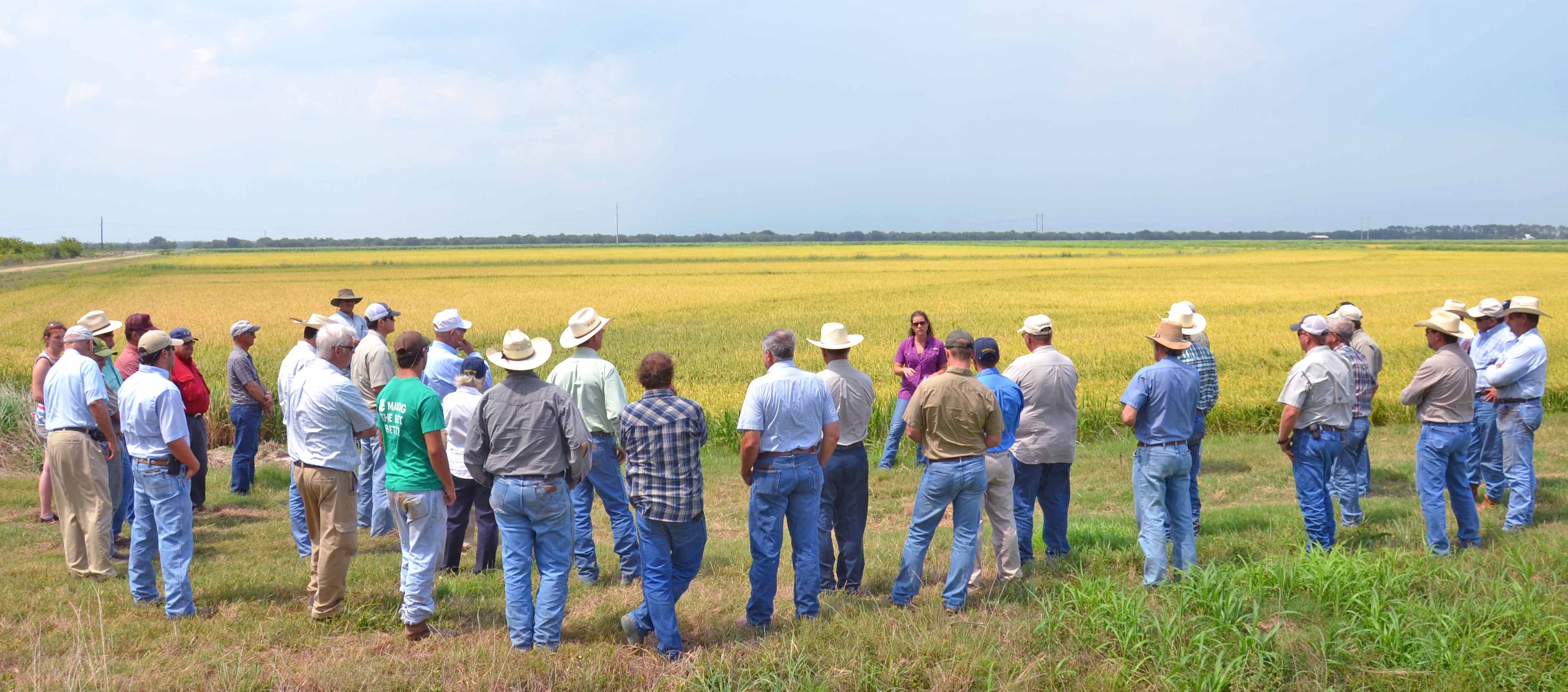 Rice acreage declines, salt water threatens La. rice fields