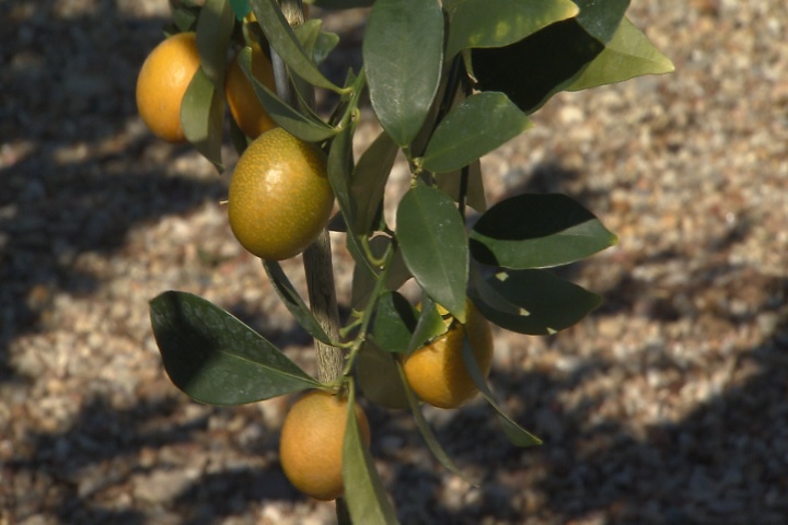 Nearly time to plant citrus