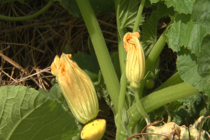 Vegetables in cucumber family have unique flowers