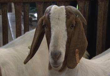Louisiana youth gather for livestock show