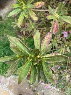 311_fig_2_azalea_leaf_diseasejpg