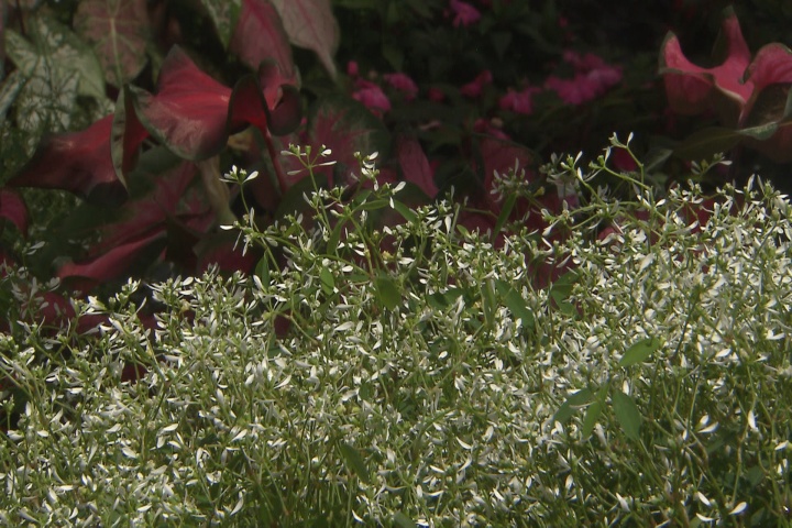 Babys breath euphorbia accents landscapes
