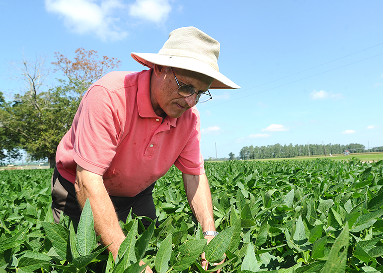 Iron may help combat Cercospora leaf blight in soybeans