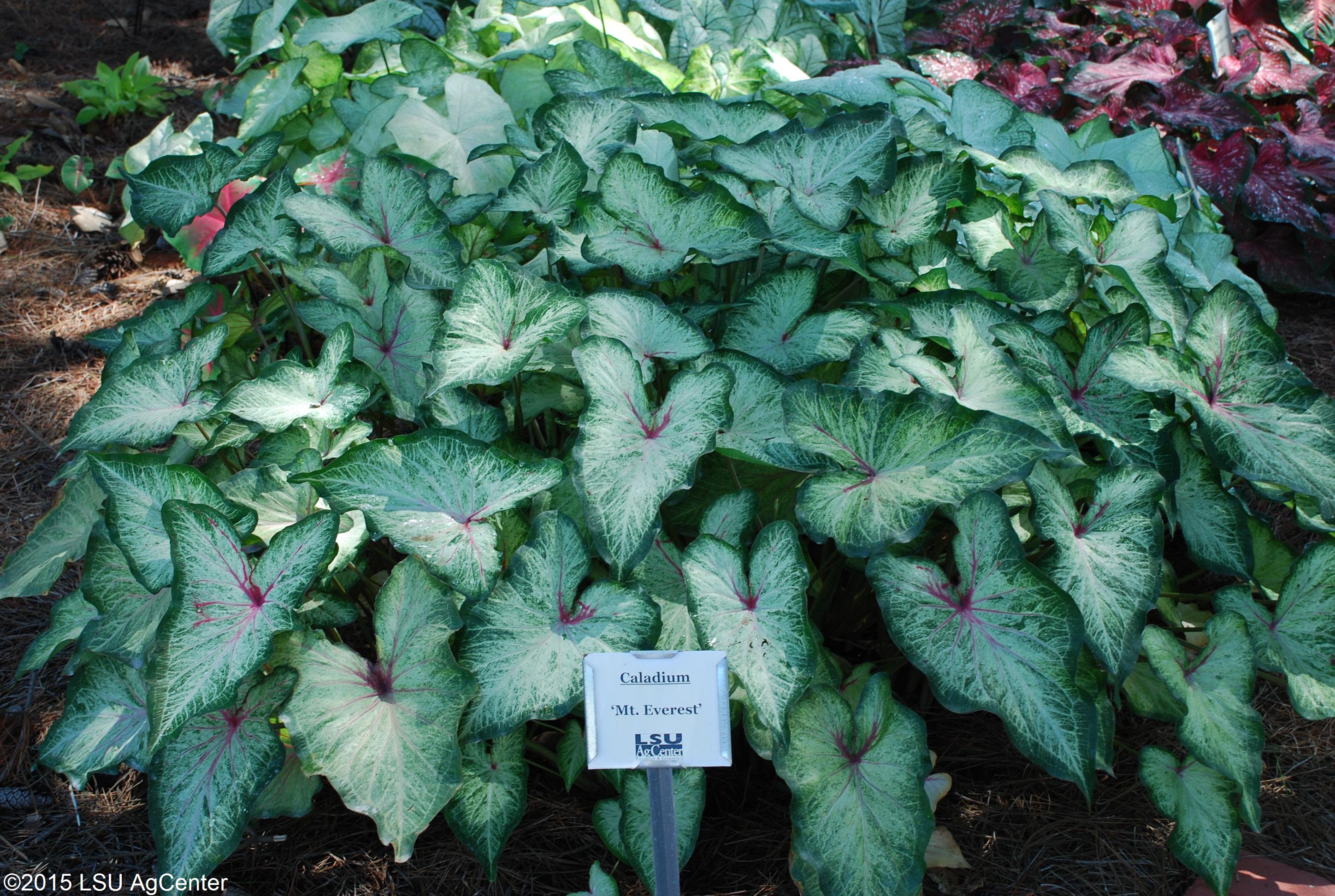 Caladium – Ornamental Plant of the Week for March 23, 2015