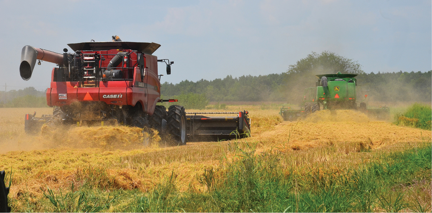 A pair of combines cut rice on the J&amp;L Lawson Farm