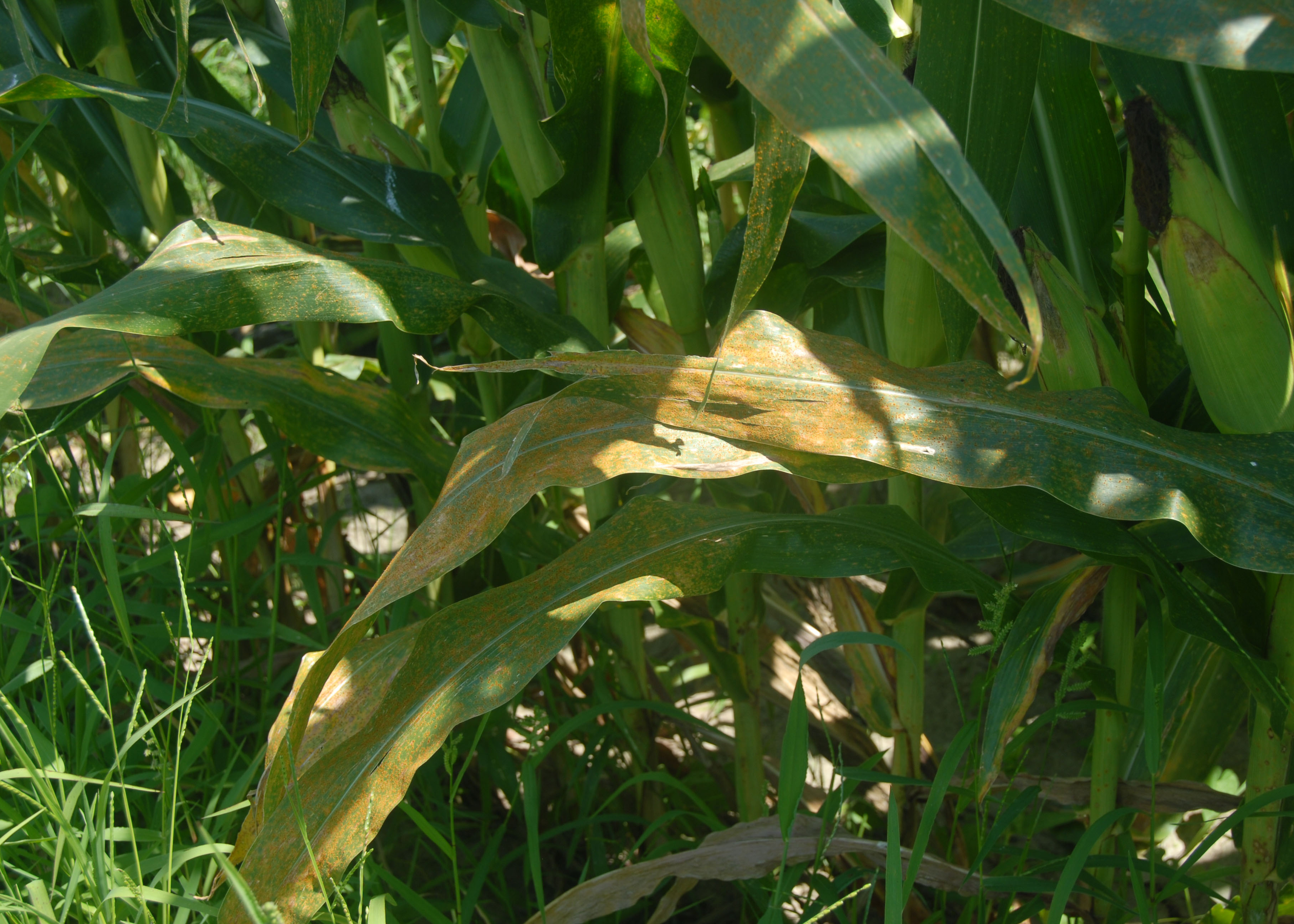 Southern Corn Rust: Development, Risk and Management
