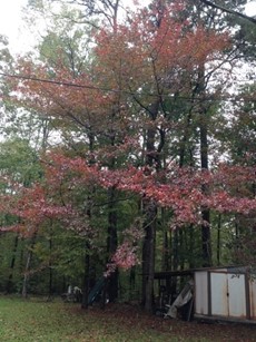 Roots, Shoots, Fruits & Flowers: Yellow Jackets, Blackgum Fall Foliage, Leaf Footed Bugs & Satsuma Ailments