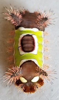 1116_fig_3_saddleback_caterpillarjpg