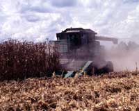 Early Corn Yields in Richland Parish