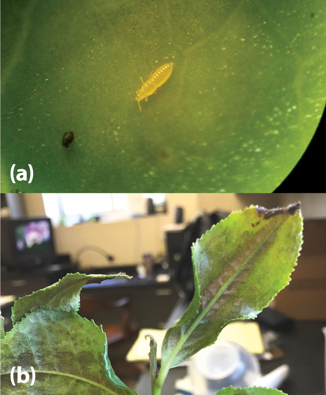 Figure3.jpg thumbnail