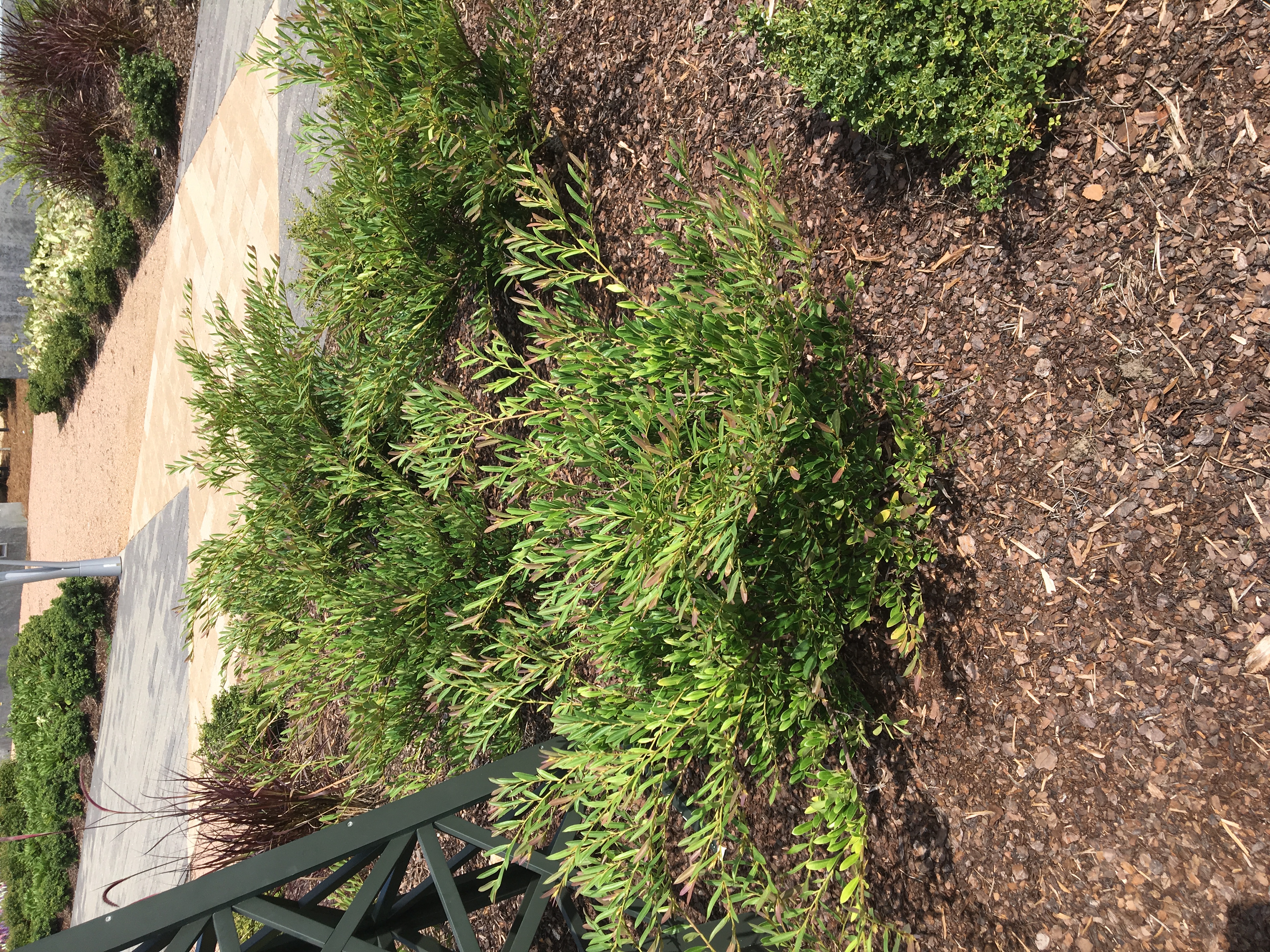 Cinnamon Girl distylium selected as Louisiana Super Plant for fall 2023