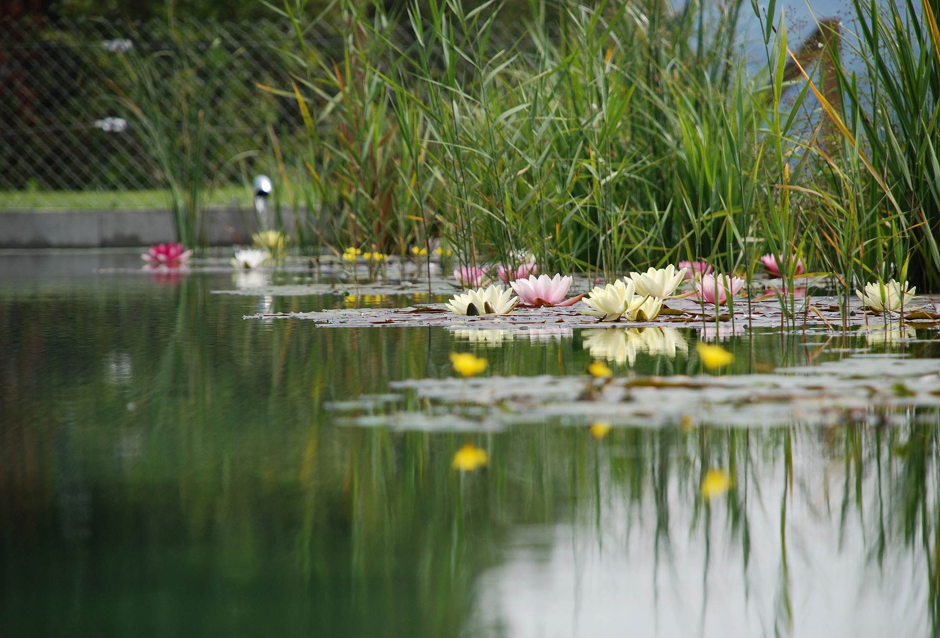 swimming-pond-1529485_1920.jpg thumbnail