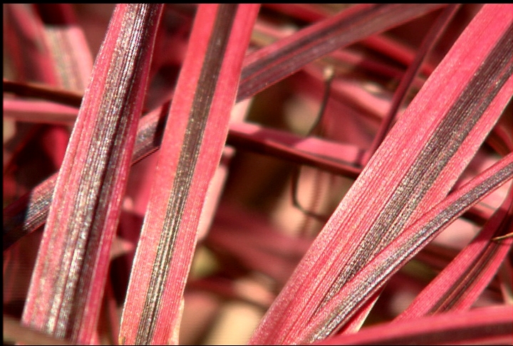 Fireworks fountain grass bursts with color