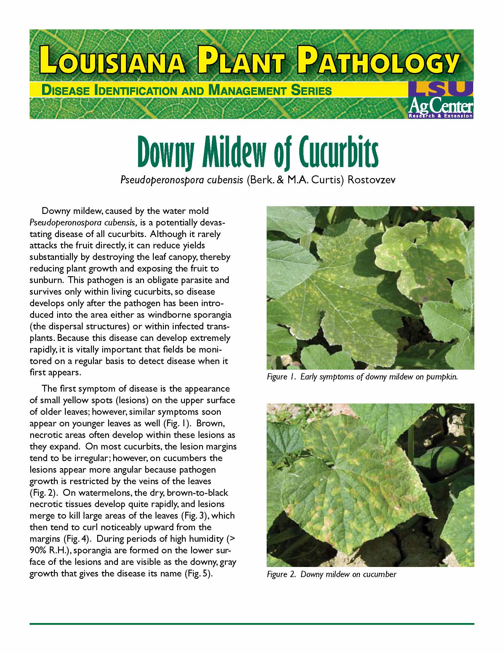 Louisiana Plant Pathology:  Downy Mildew on Cucurbits