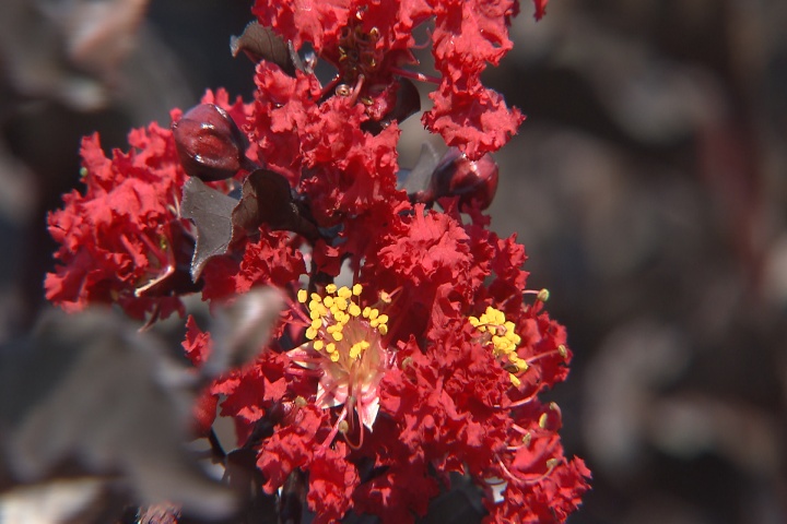Black Diamond is unique new crape myrtle