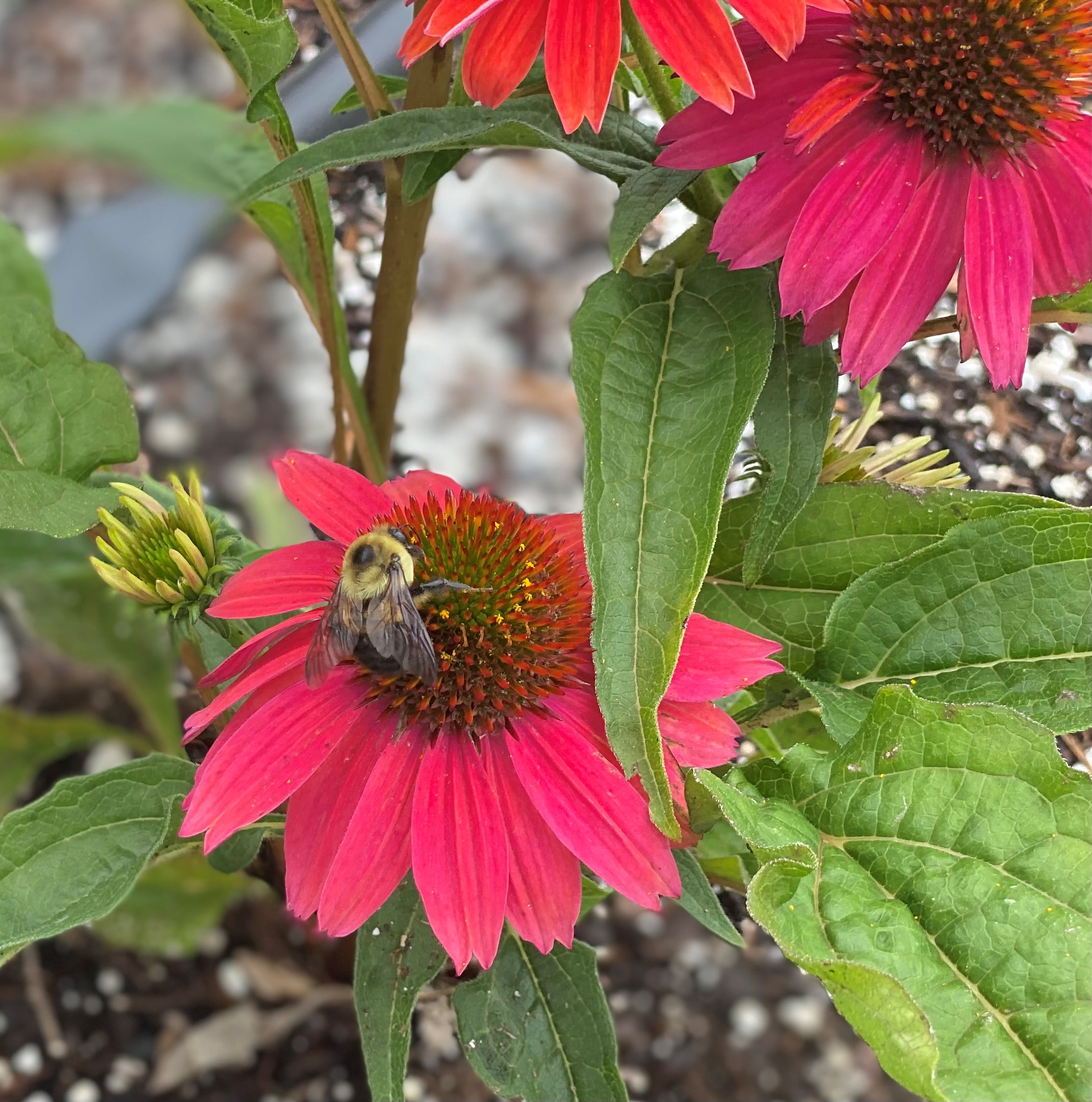 Protect and promote pollinators