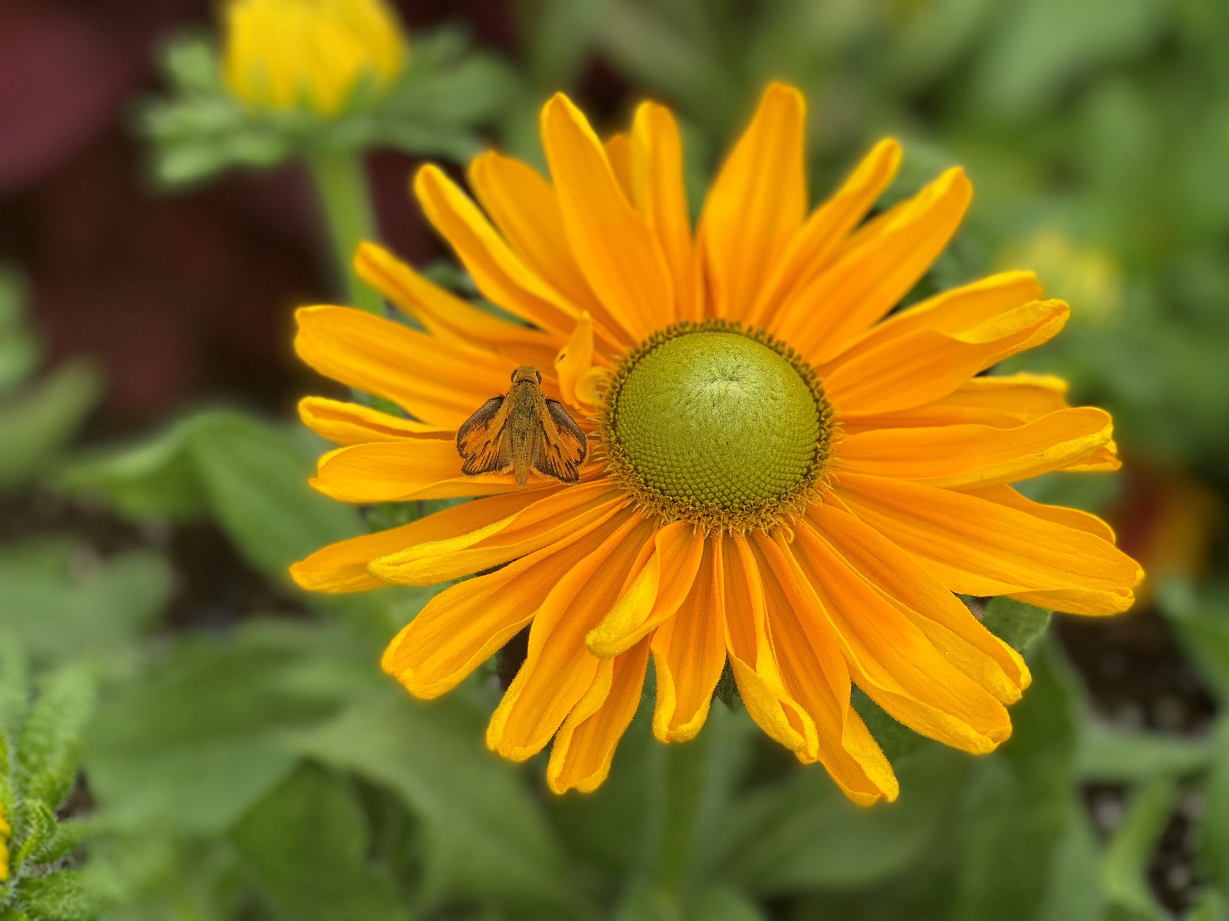 Zinnia.