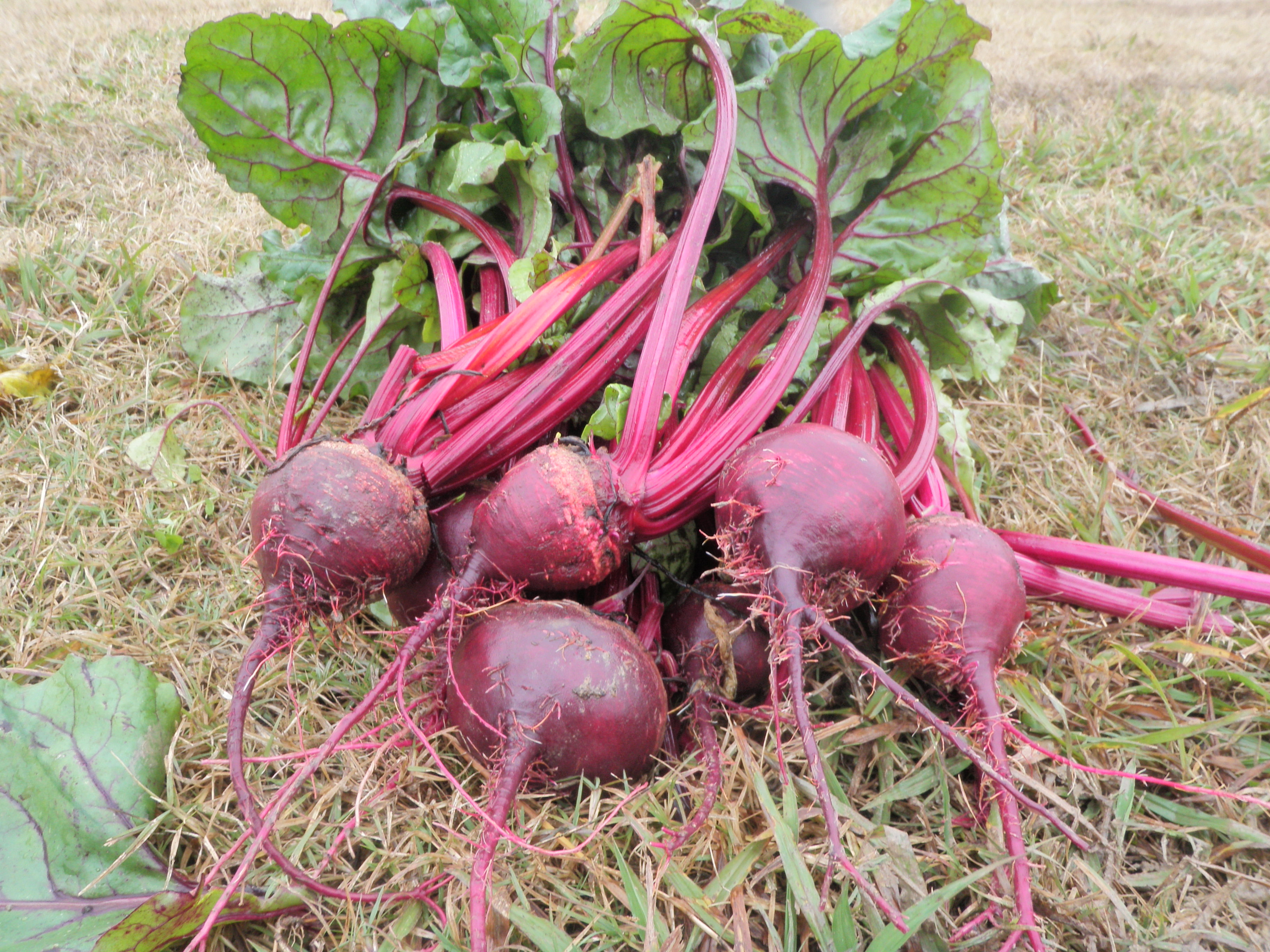 Don’t forget cool-season vegetables 