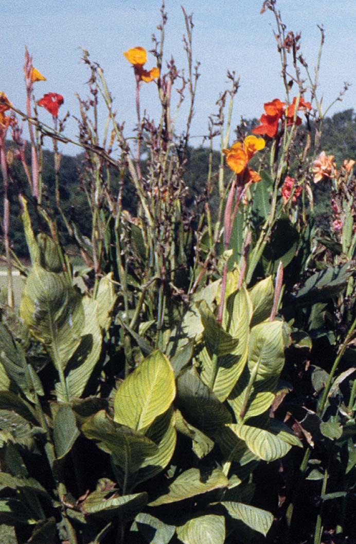 cannas