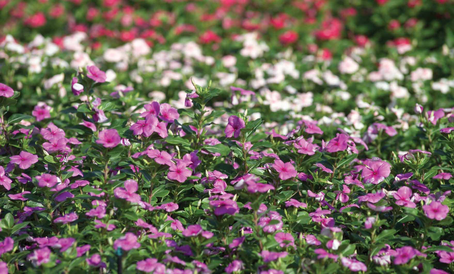 2003-04 Landscape Performance Bedding Plants and Herbaceous Perennials