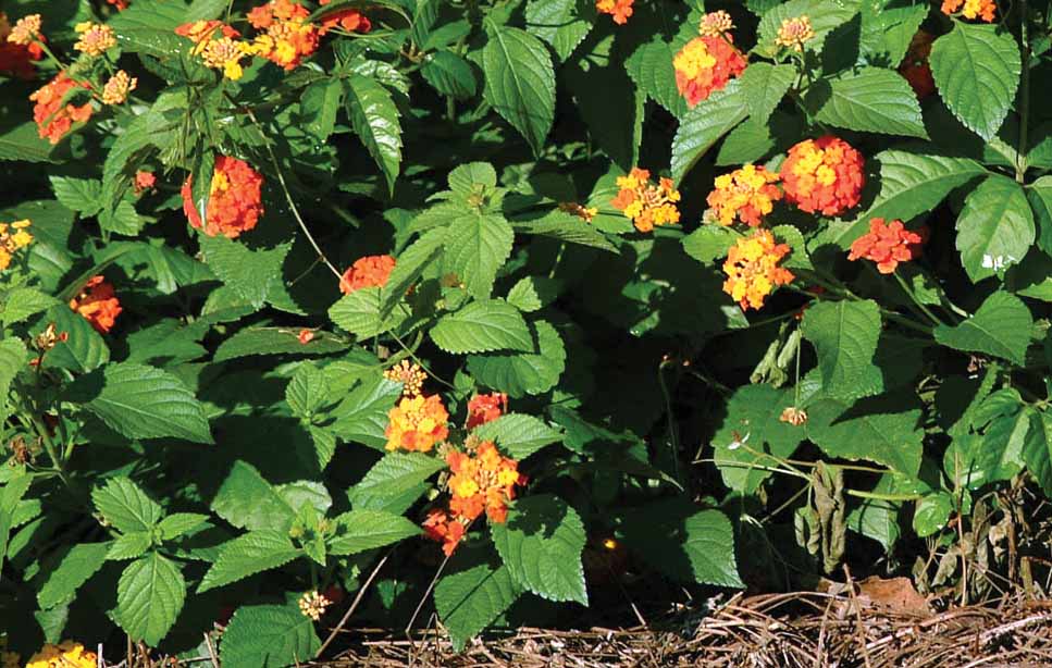 Lantana 0550.jpg