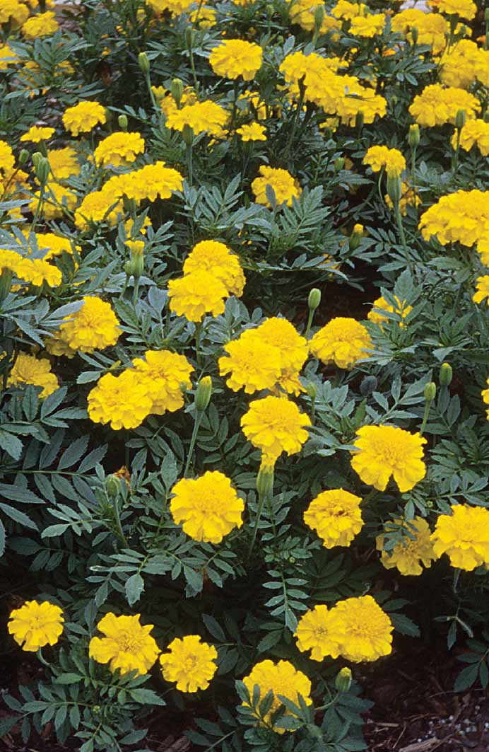marigold