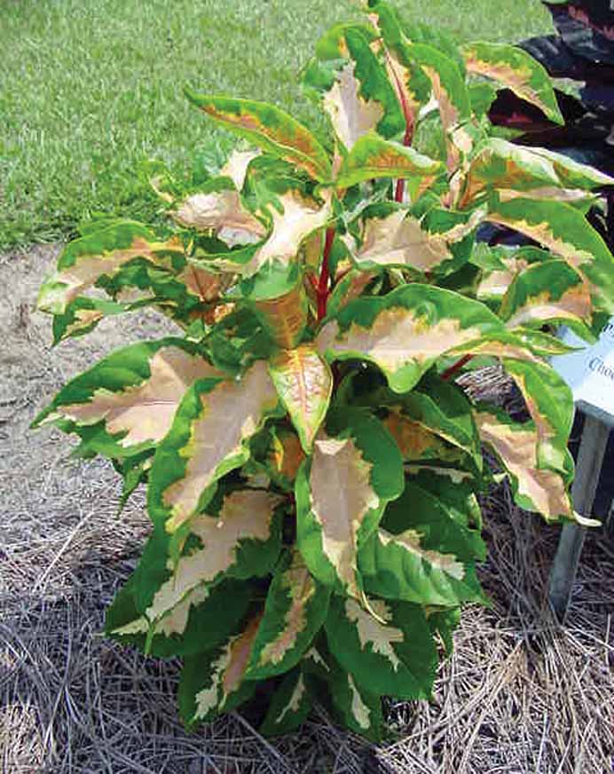 Tricolor Graptophyllum.jpg