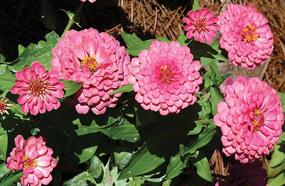Zinnia 04.jpg