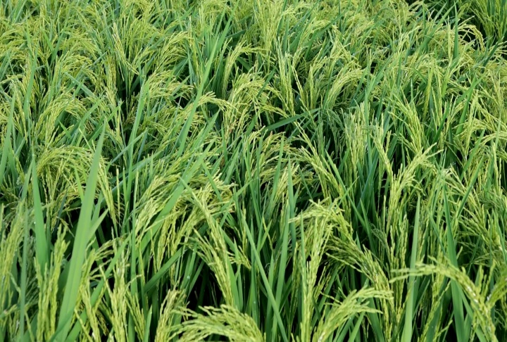 Two new varieties released, Louisiana rice crop looks good with harvest rapidly approaching