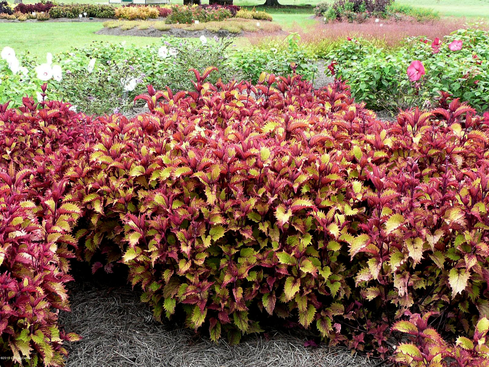Henna coleus newest Louisiana Super Plant