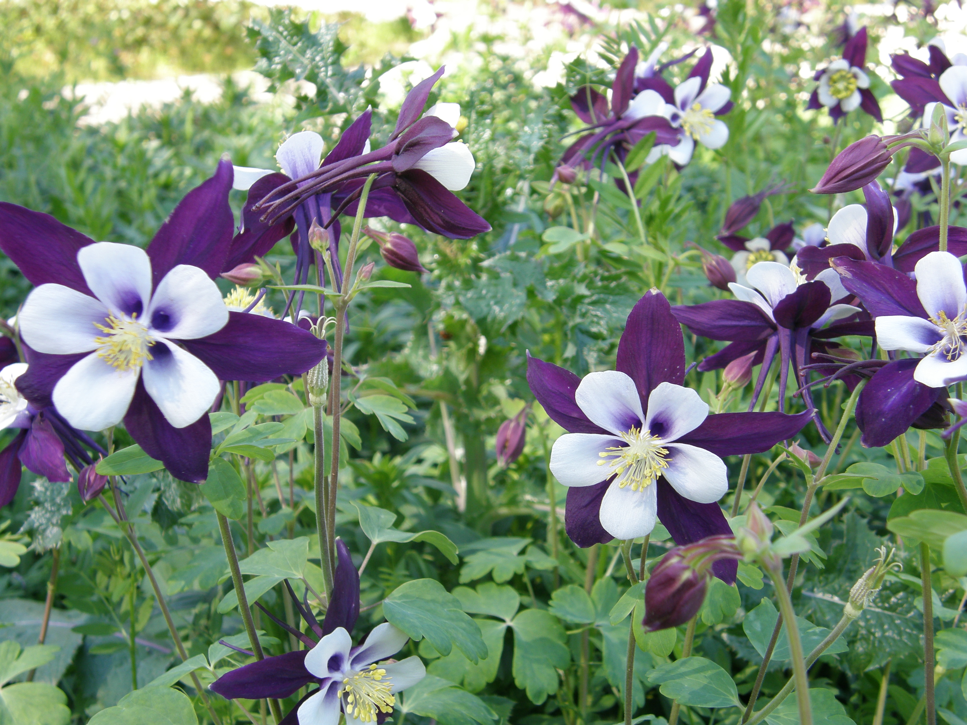 Swan Columbine New LA Super Plant