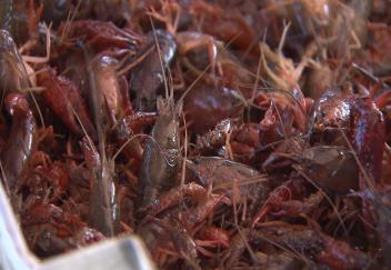 Crawfish harvest doing well despite August flood
