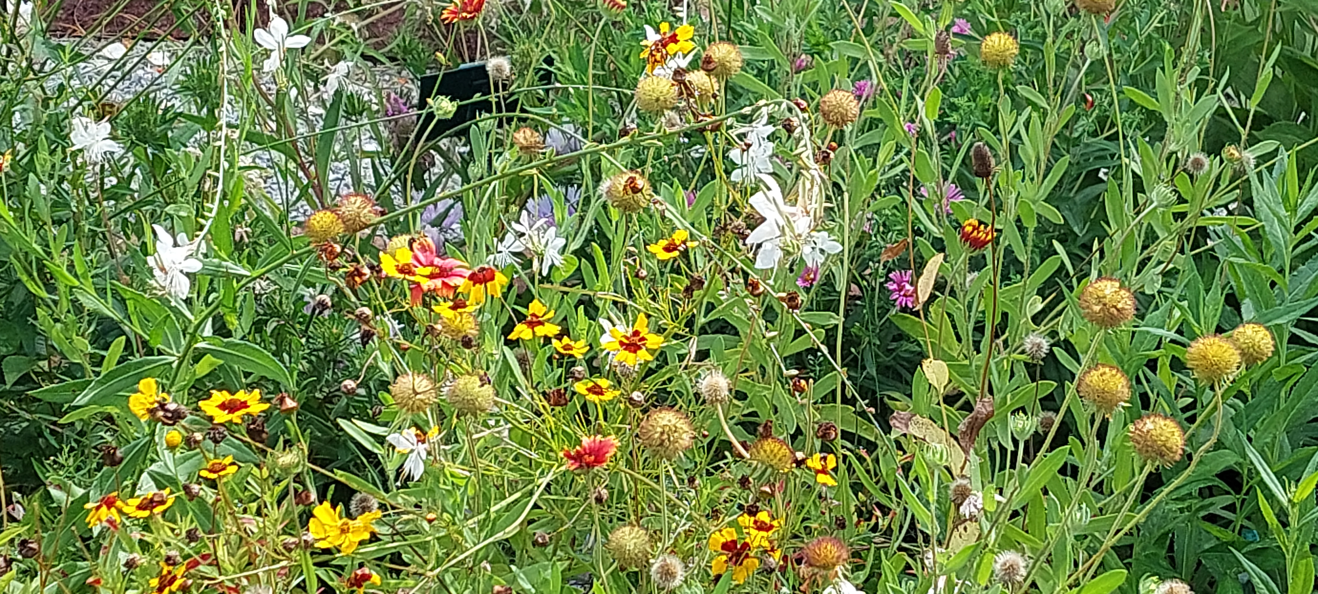 Lafayette Parish Master Gardeners Receive Gold Status