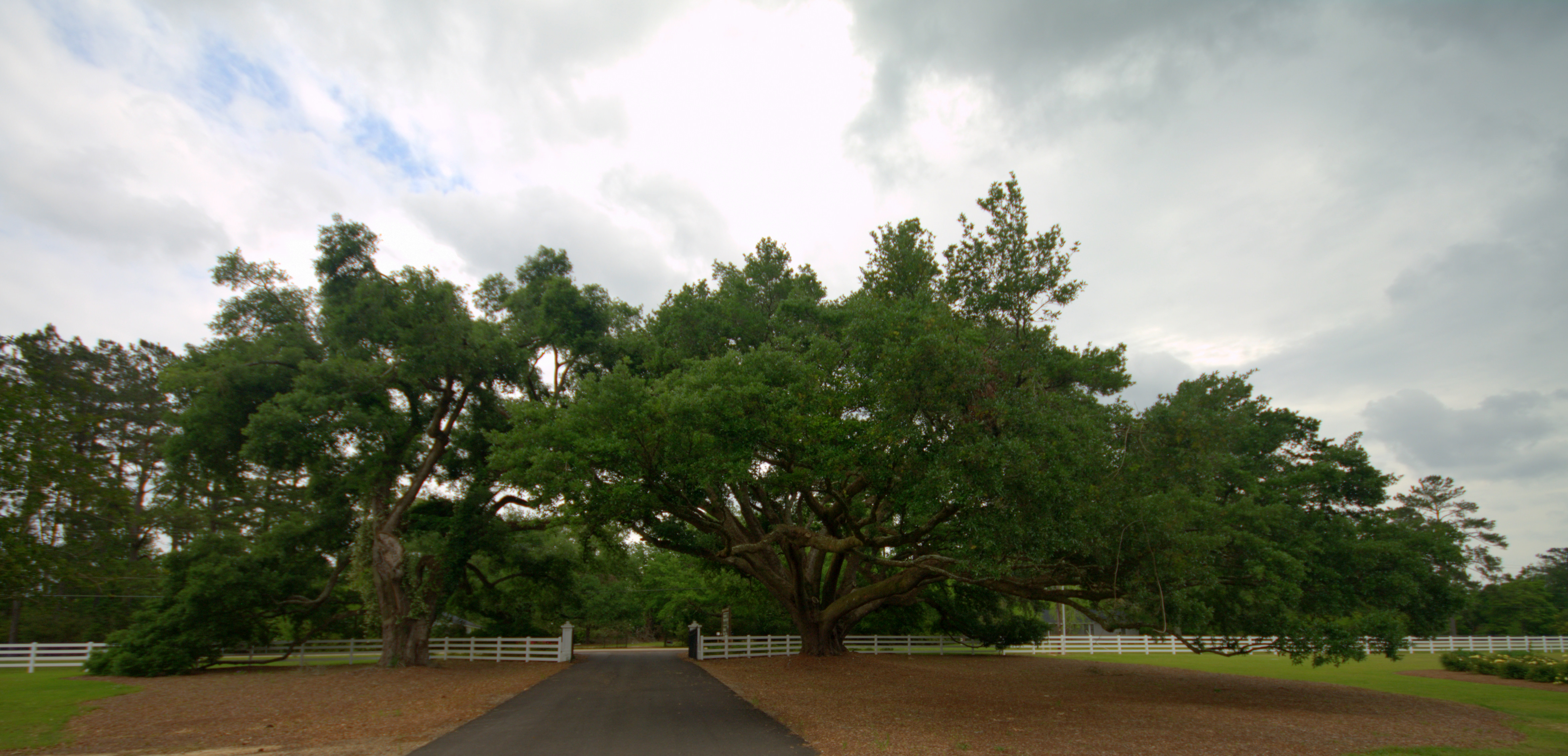 Southerners love live oaks